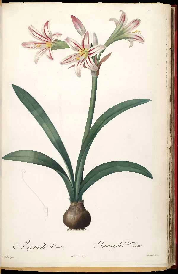 Hippeastrum vittatum